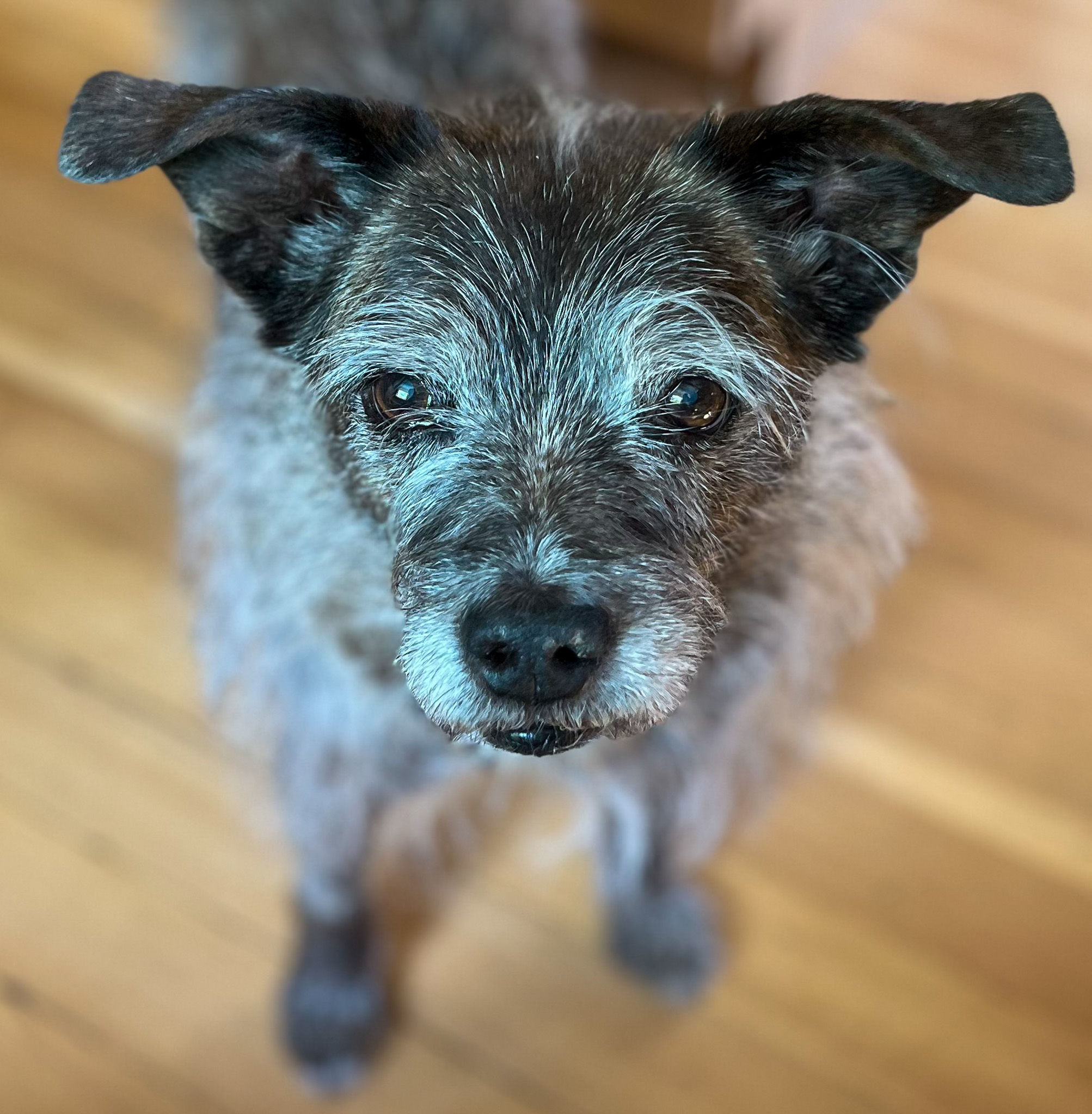 A dog